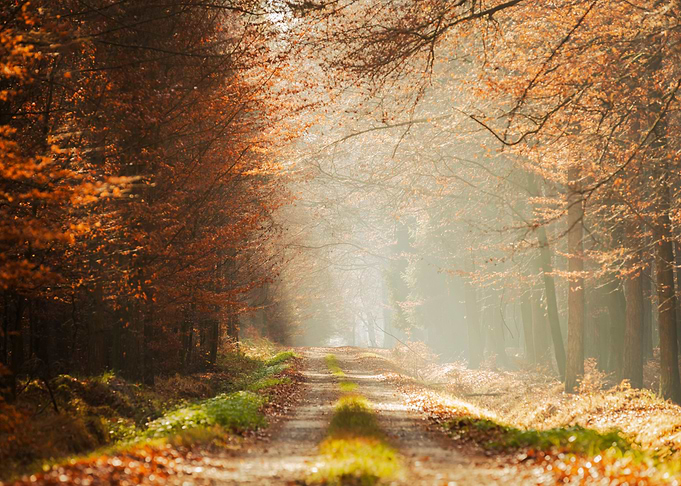 Autumn trees, forest,alley