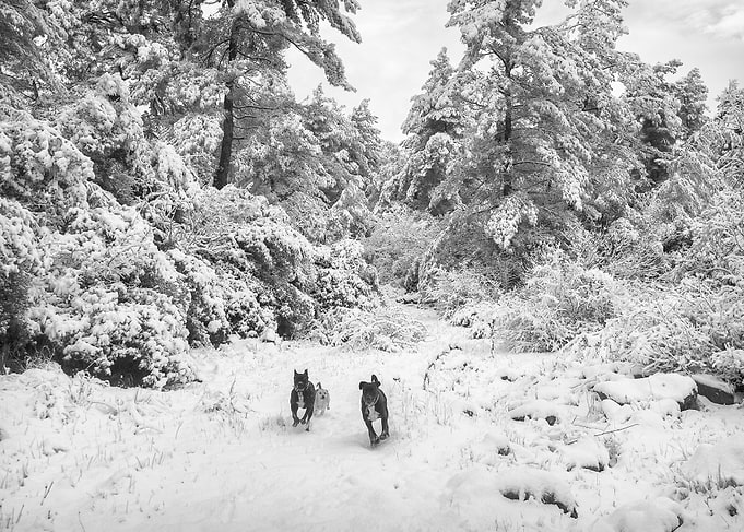 Dogs Running in the Snow