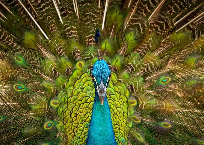 Peacock
