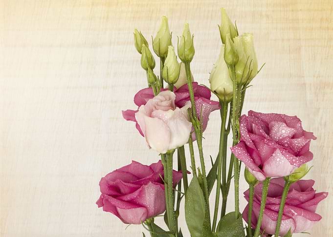 roses