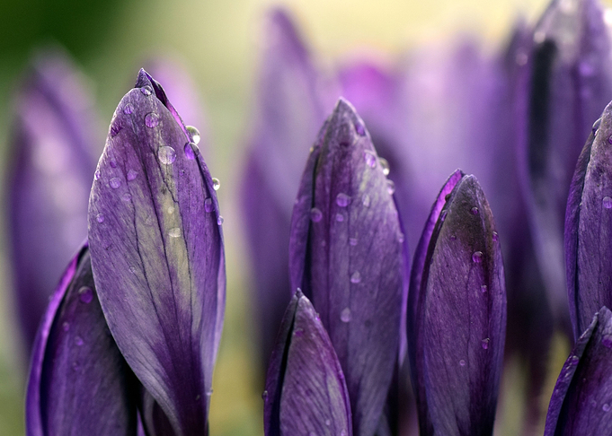 Crocus