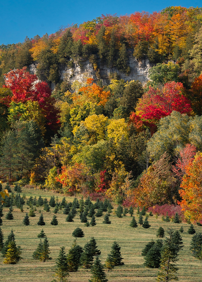 Autumn Glory