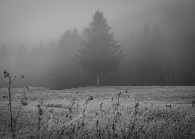 Dark Tree in the Fog