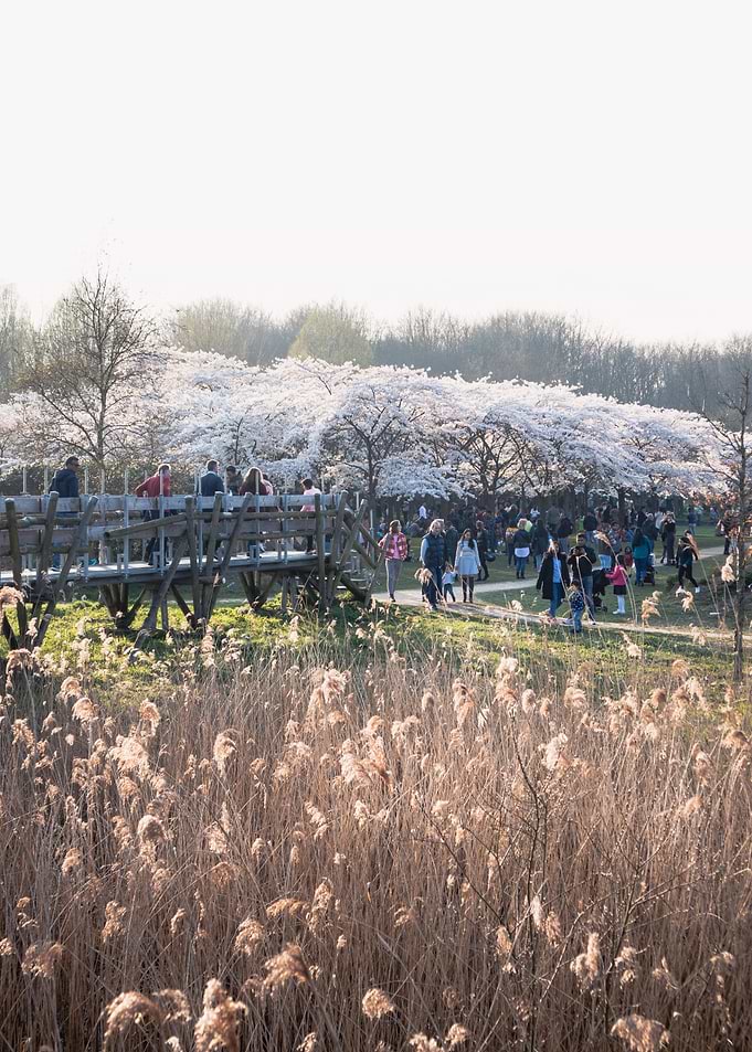 Spring Cherry Blossom Park
