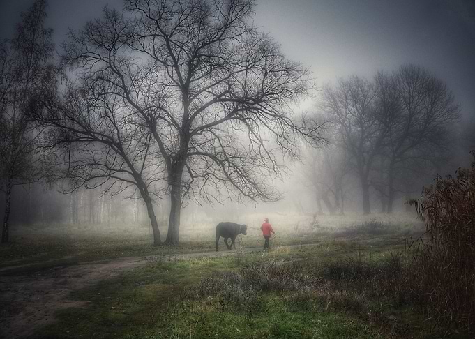 Morning fog
