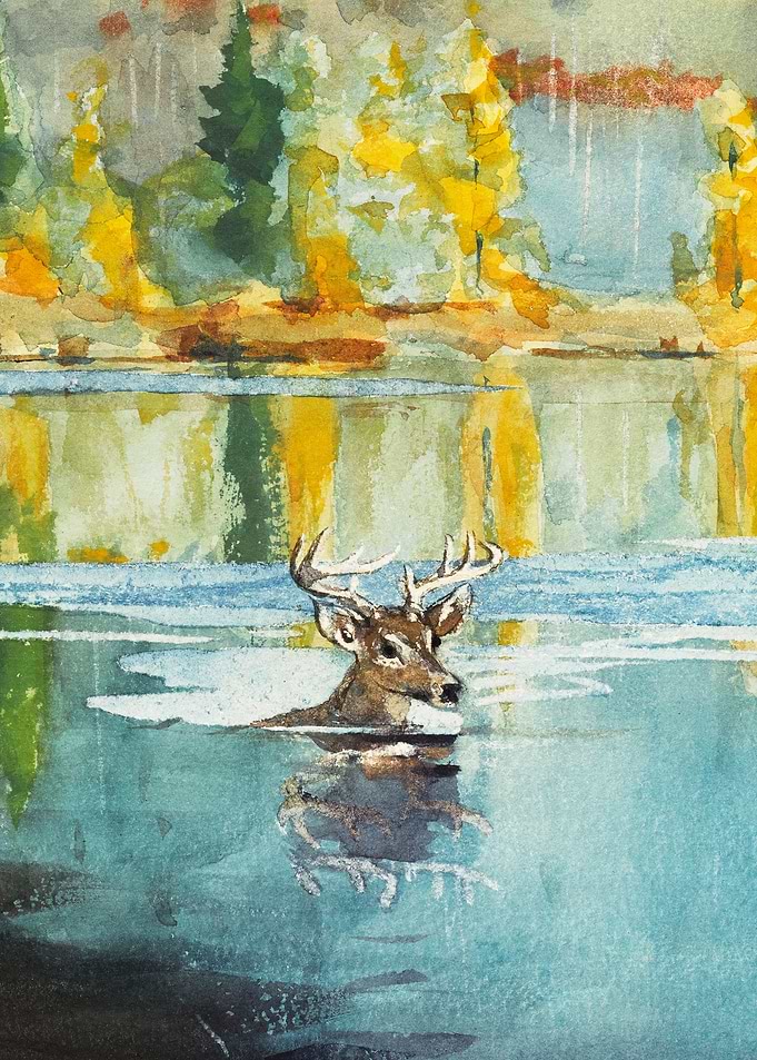 Deer Crossing a River