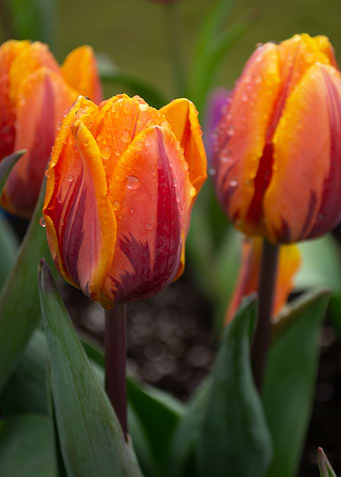 tulip flower