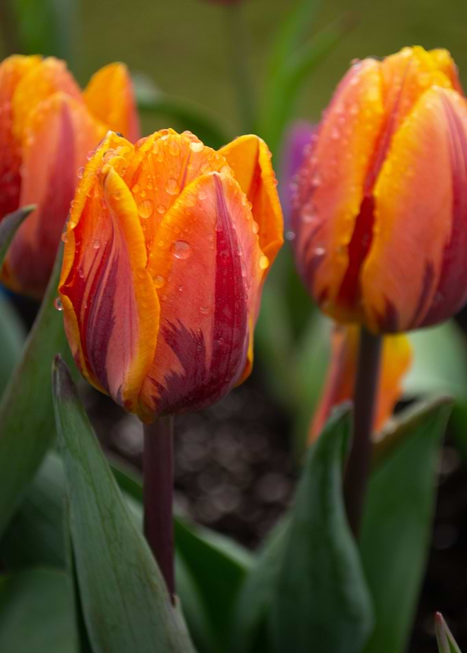 tulip flower