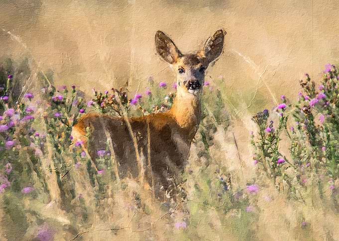 cute deer