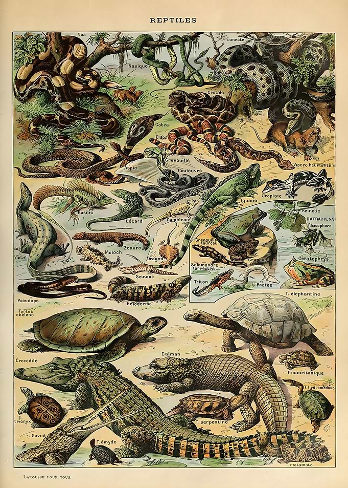 Adolphe Millot Reptiles