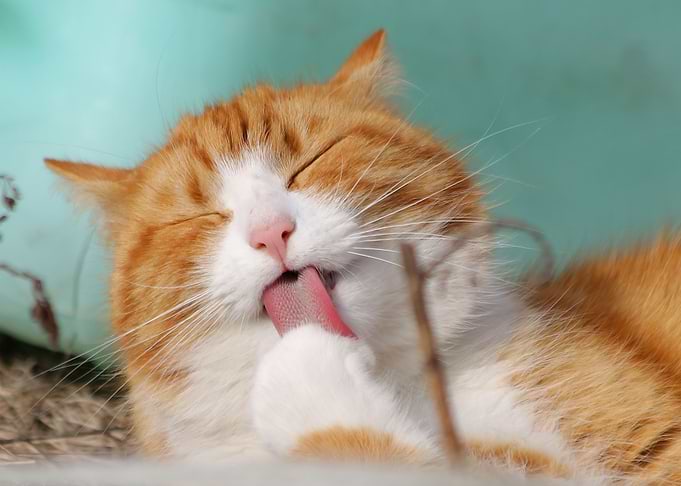 Cute cat
