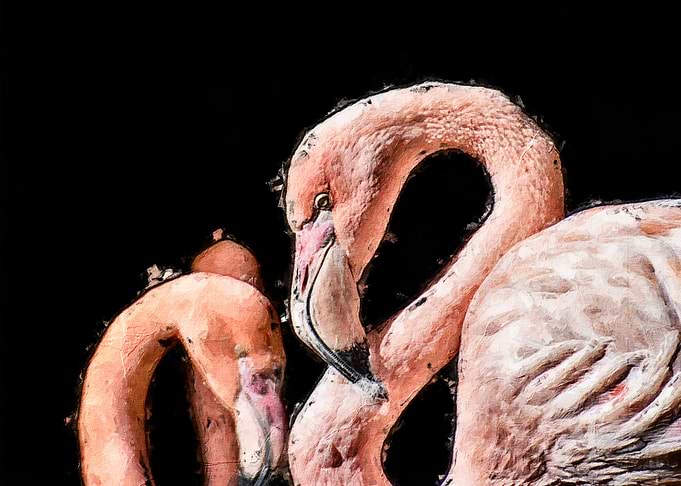 Flamingo
