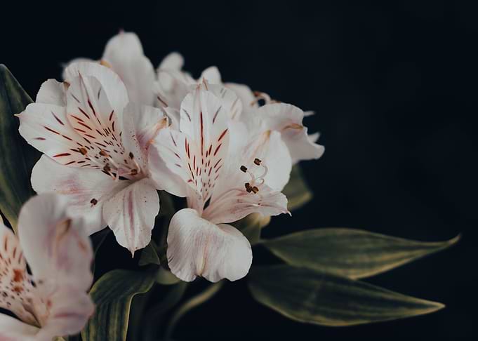 Bouquet white flowers