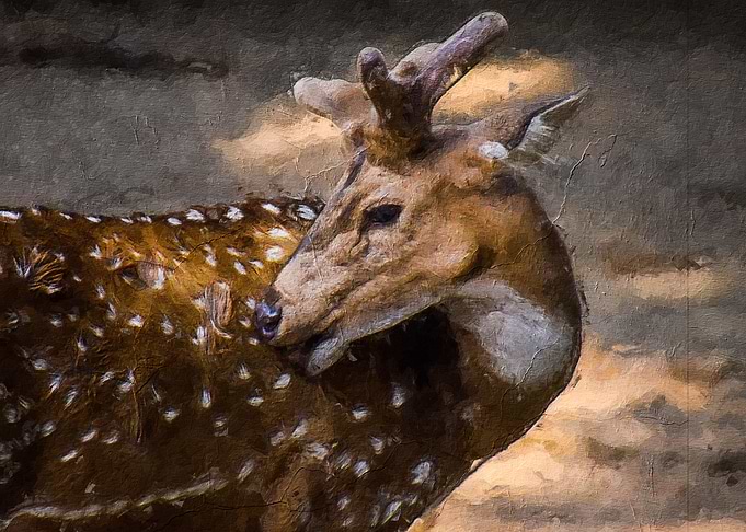 Cute sika deer