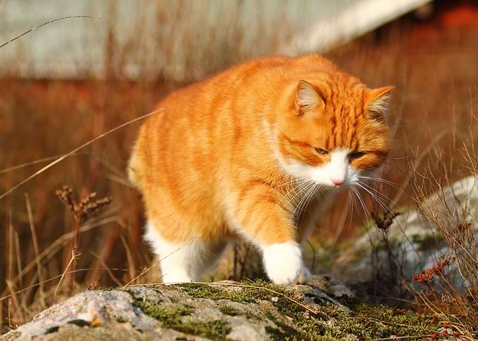 Cute cat