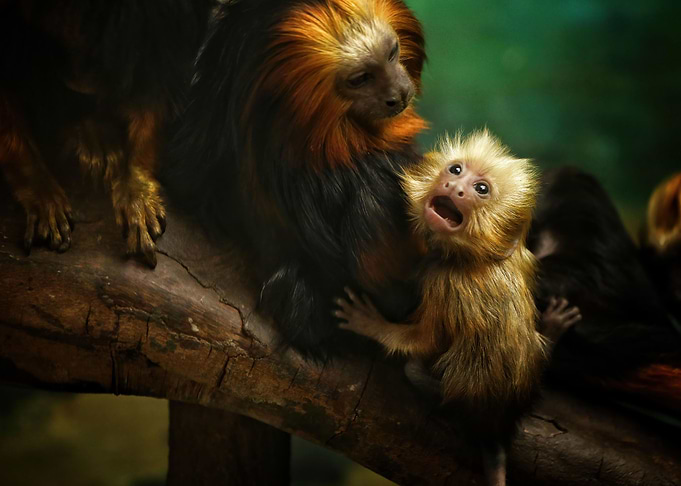 Cute monkey