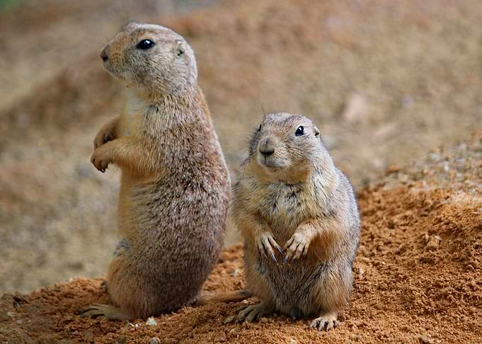 Cute squitrrel