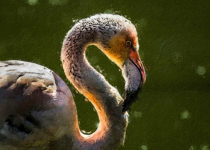 Flamingo