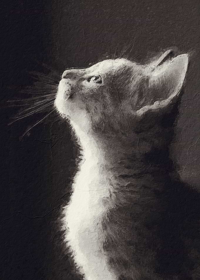 Cute cat
