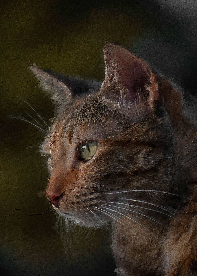cute cat