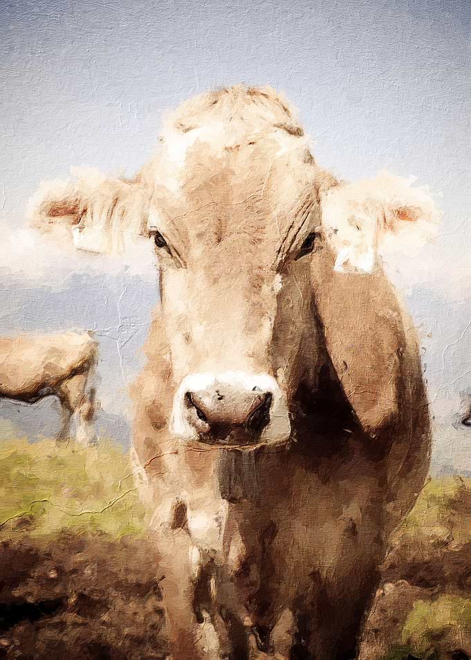 Cute cow