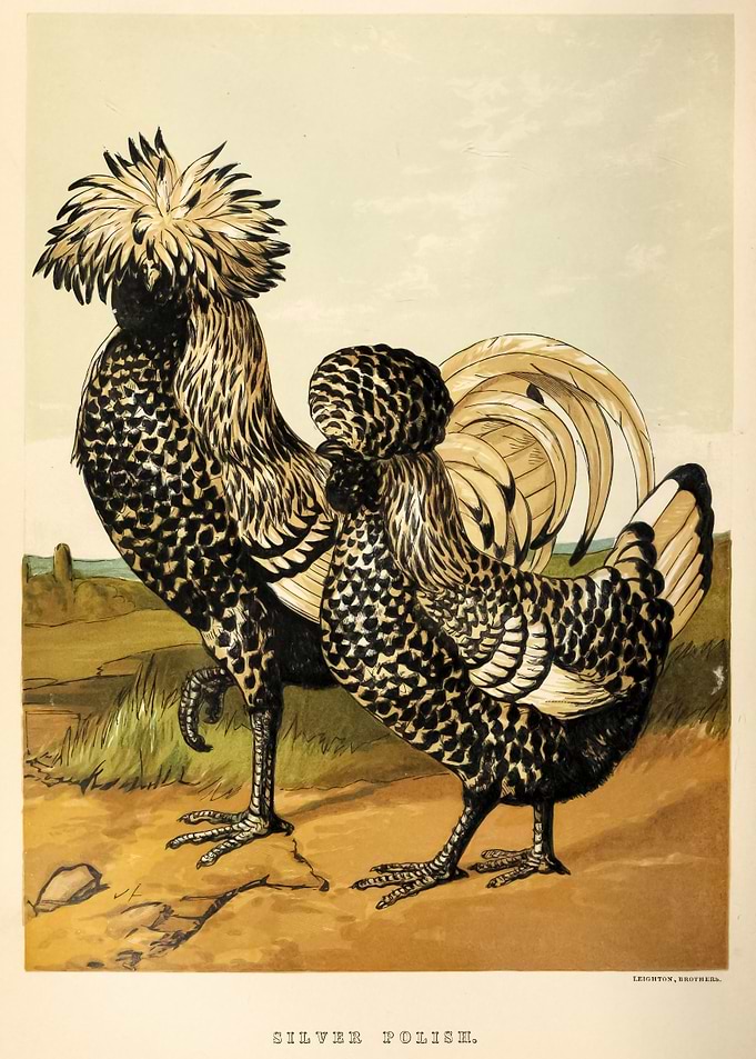Vintage polish Chicken