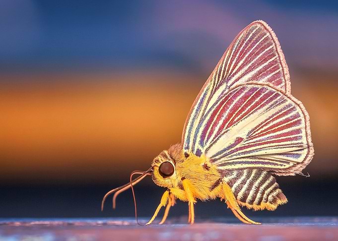 butterfly