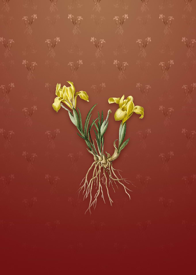 Sand Iris on Falu Red