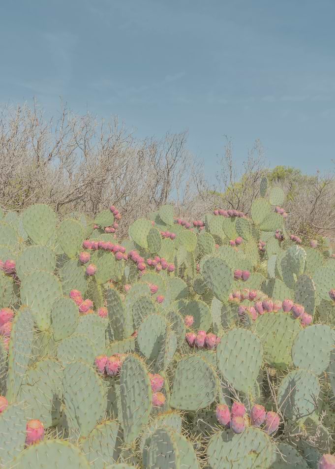 Cactus flowers