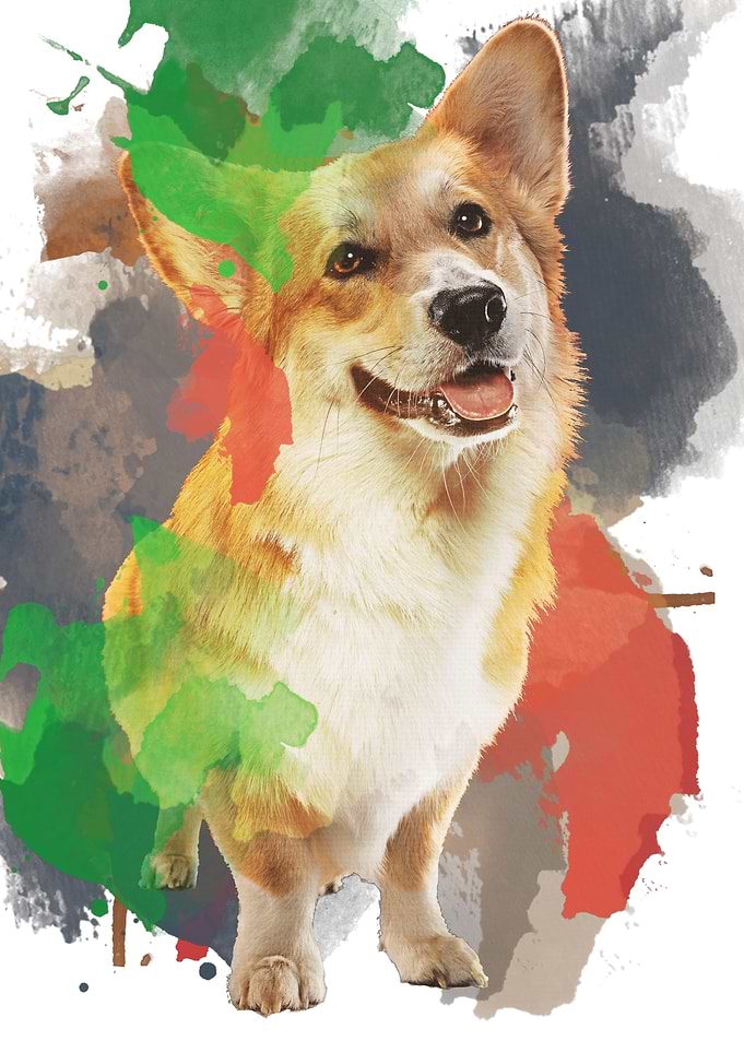 Pretty Corgi
