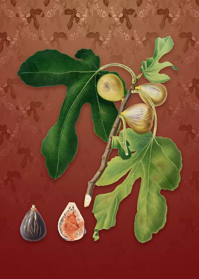 Vintage Figs on Falu Red