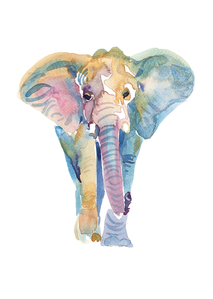 African Elephant