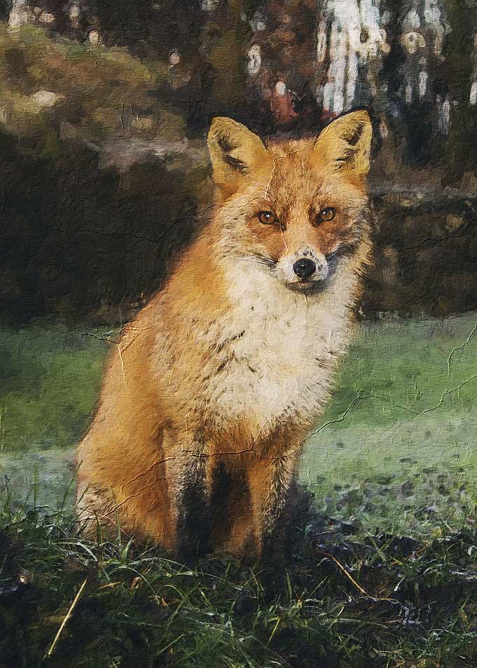 Cute fox