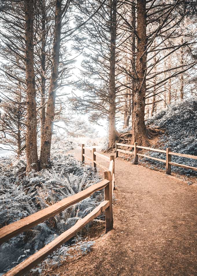Oregon Coast Forest Magic