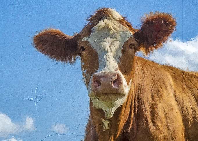 Cute cow