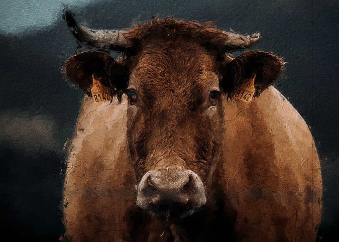 Cute cow