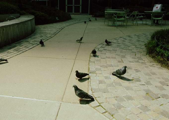 Pidgeons in NYC