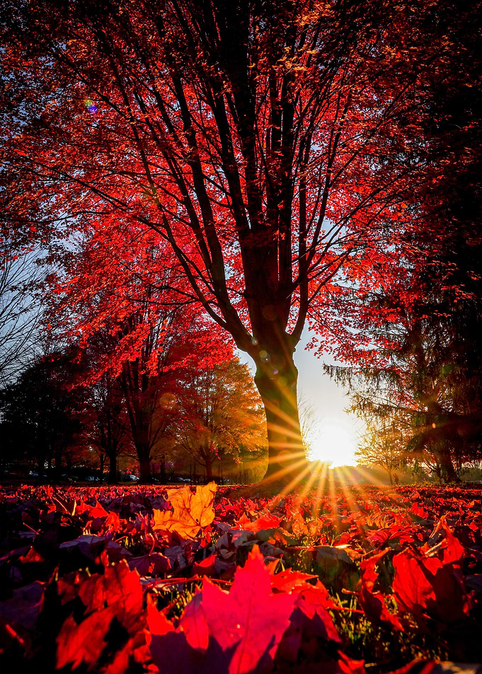 Autumn Inferno