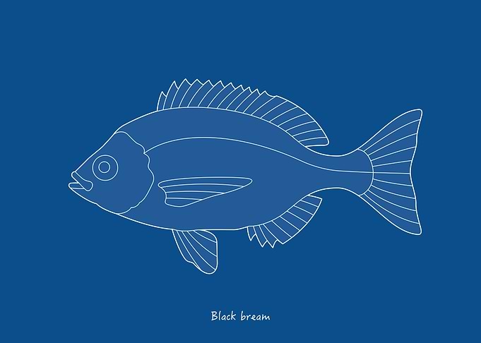 Sea Fish