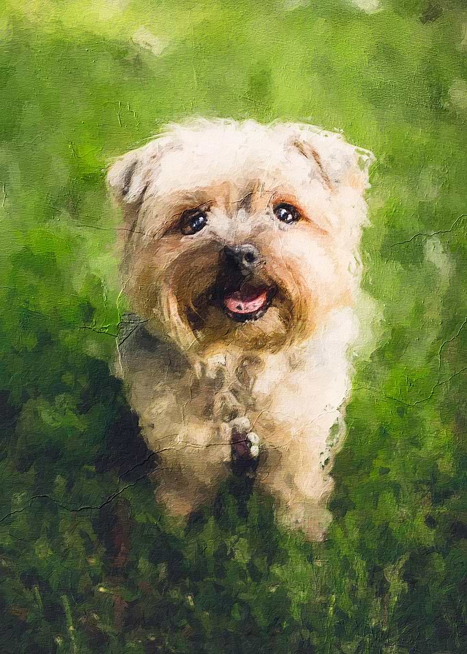 Cute dog