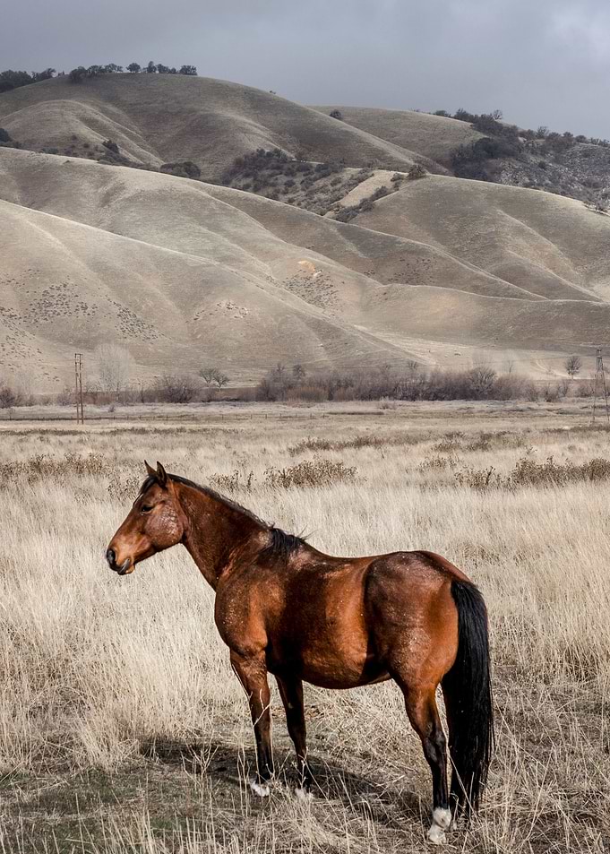 California Fort Tejon