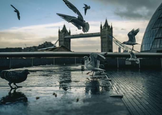 tower bridge with birds
