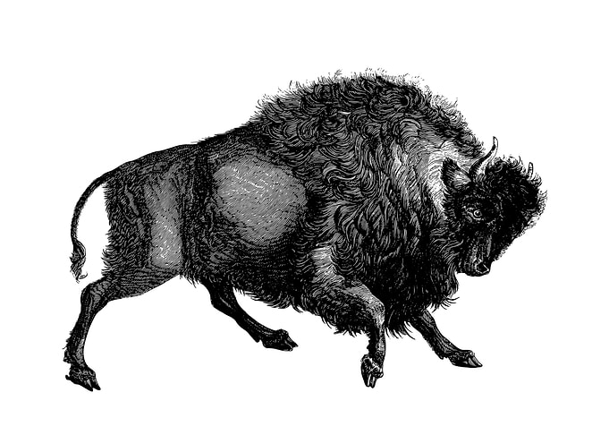 Buffalo