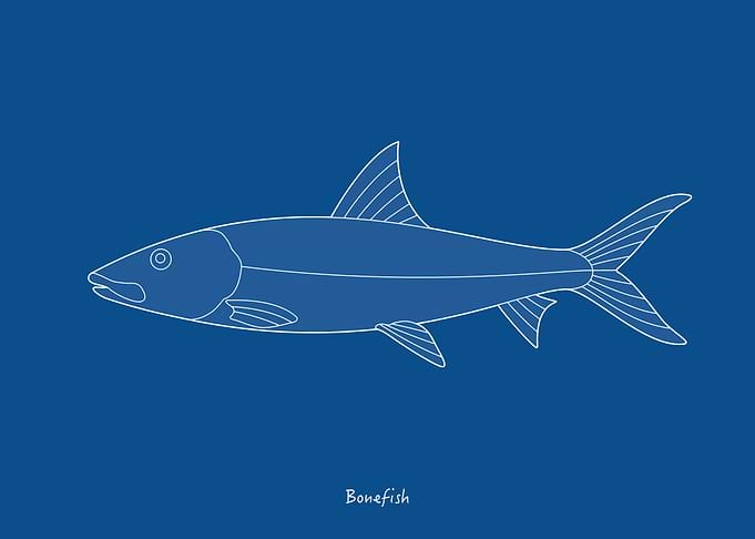 Sea Fish