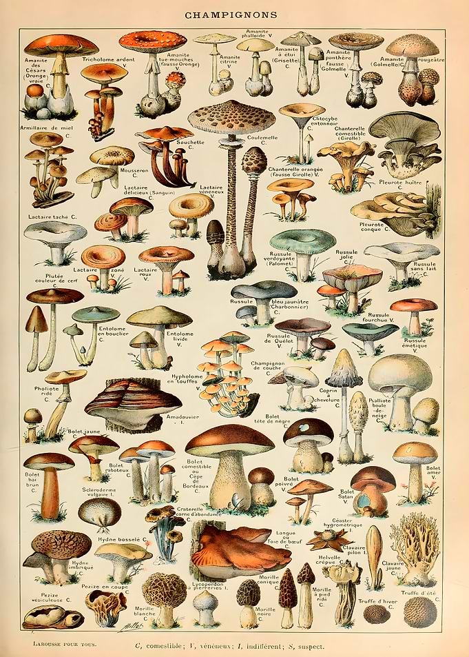 Vintage Mushroom