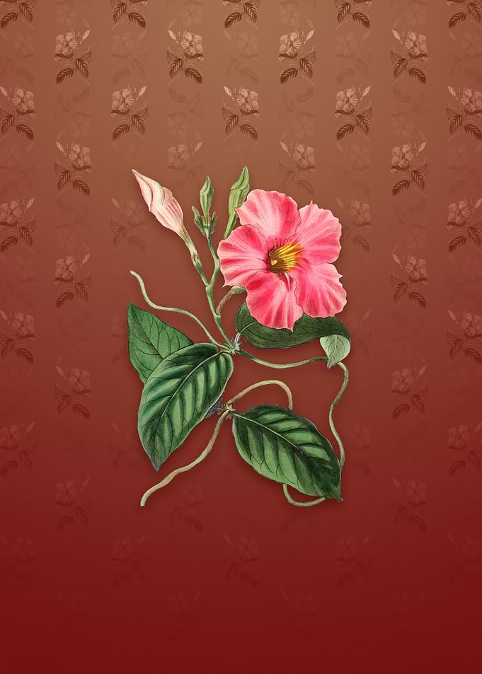 Knob Jointed Dipladenia