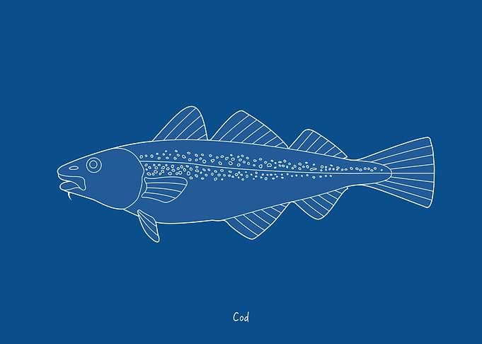 Sea Fish