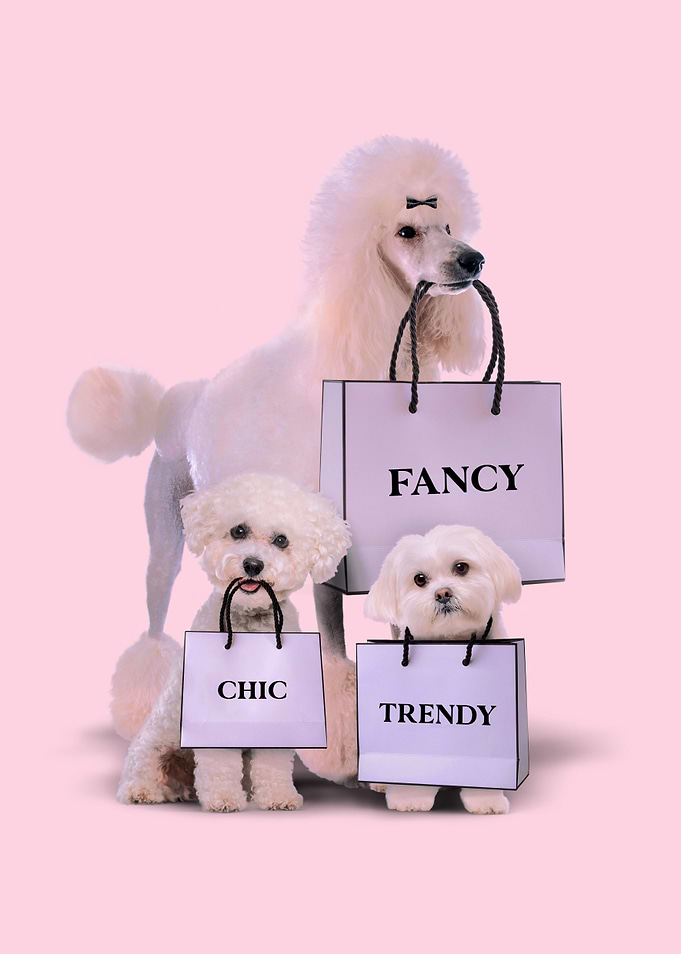 Fashion Dogs