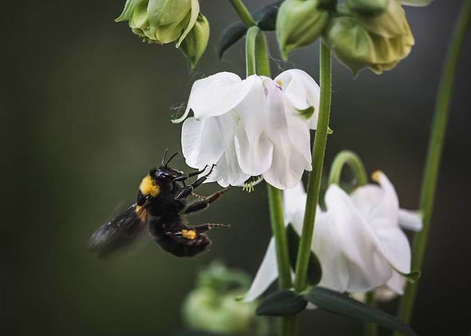 Cute bee