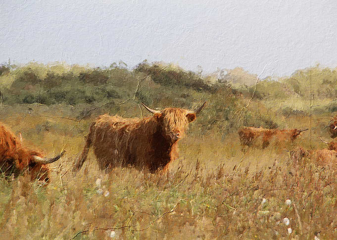 Highland cattle